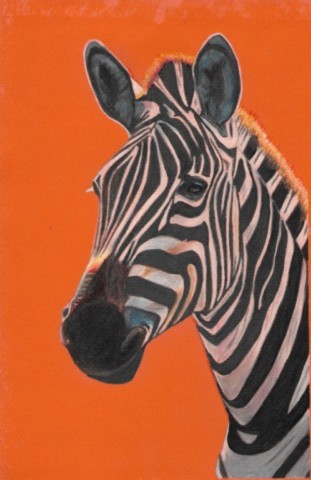 zebre
